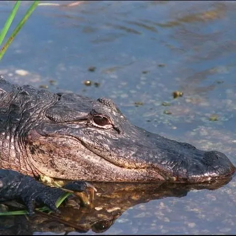 thumbnail for publication: Living with Alligators: A Florida Reality